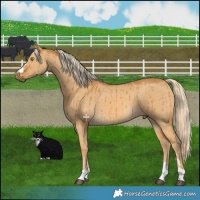 Horse Color:Pseudo Palomino Dun Brindle 