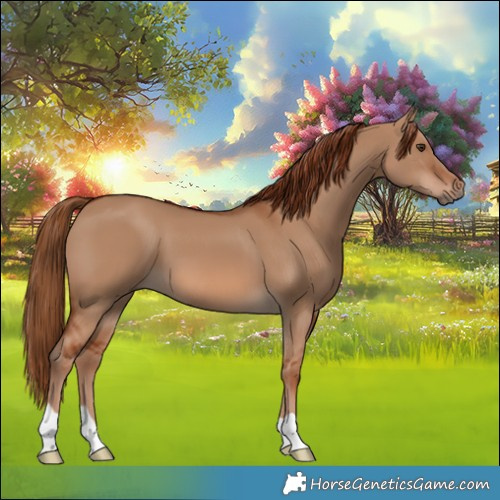 Horse Color:Red Dun 