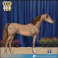 Horse Color:Red Dun 