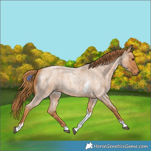 Horse Color:Red Roan Tobiano 