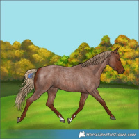 Horse Color:Red Roan