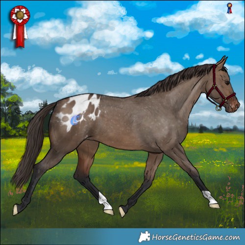 Horse Color:Brown Dun Appaloosa 