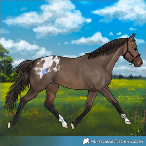 Horse Color:Brown Dun Appaloosa 