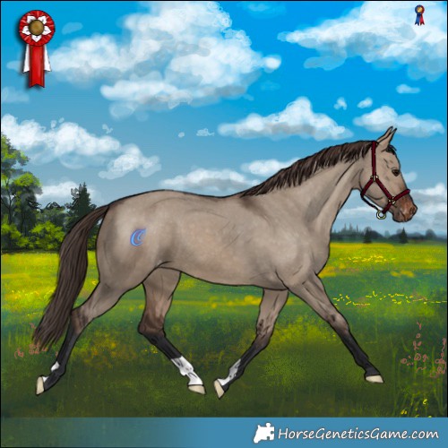Horse Color:Brown Dun Appaloosa