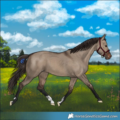 Horse Color:Brown Dun Appaloosa 