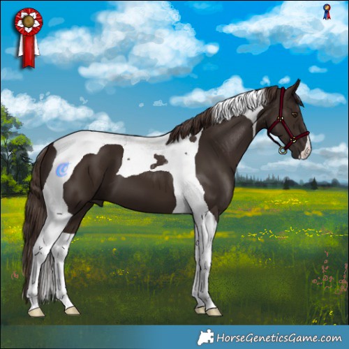 Horse Color:Liver Chestnut Tobiano