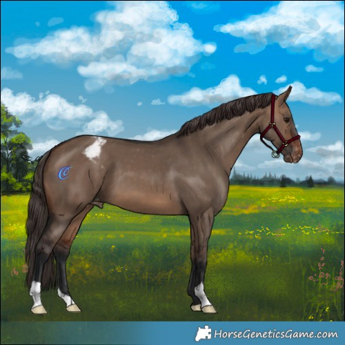 Horse Color:Brown Dun Appaloosa