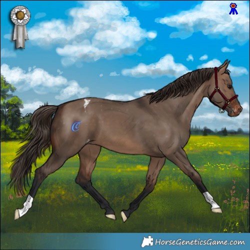 Horse Color:Brown Dun Appaloosa