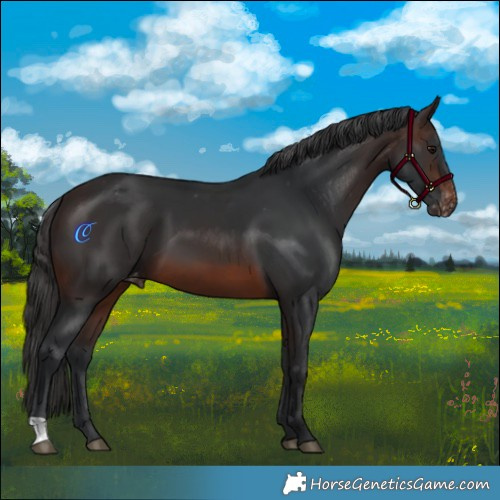 Horse Color:Brown Appaloosa 