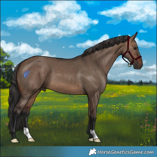 Horse Color:Brown Dun