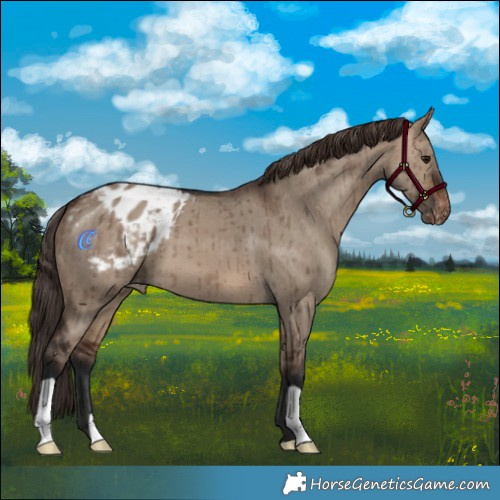Horse Color:Brown Dun Appaloosa Brindle
