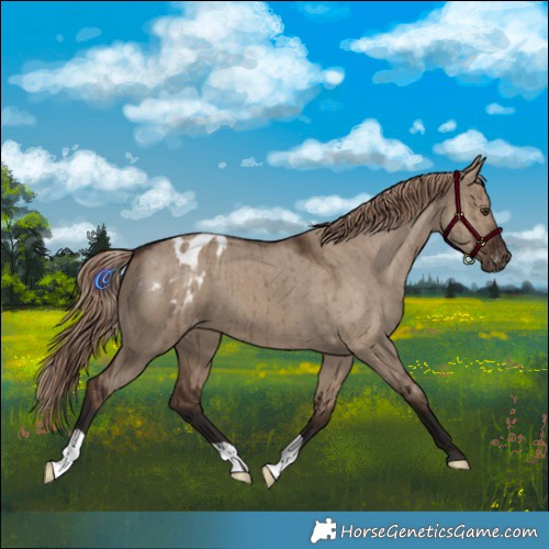 Horse Color:Liver Red Dun Appaloosa Brindle