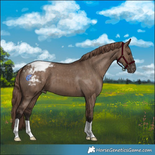 Horse Color:Liver Red Dun Appaloosa Brindle 