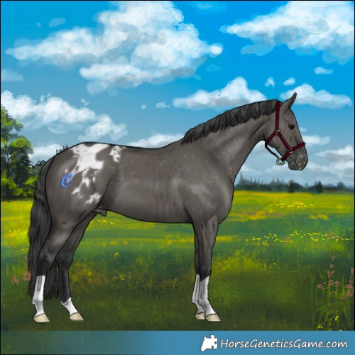 Horse Color:Grullo Appaloosa Brindle