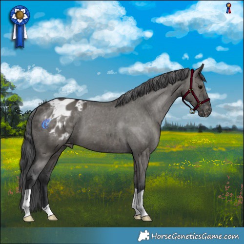 Horse Color:Grullo Appaloosa Brindle