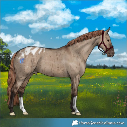 Horse Color:Liver Red Dun Appaloosa Brindle