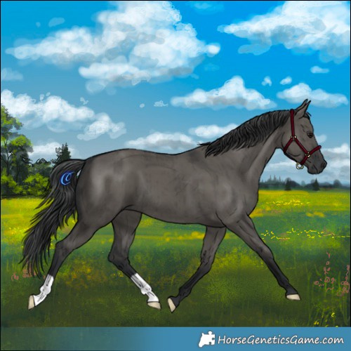 Horse Color:Grullo Brindle