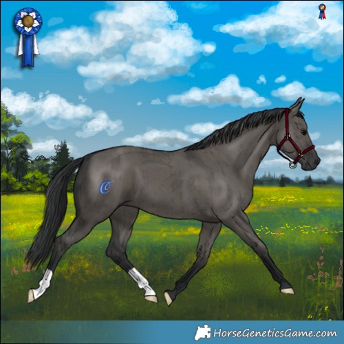 Horse Color:Grullo Brindle 