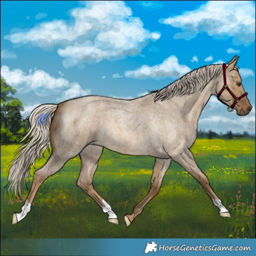 Horse Color:Chocolate Palomino Roan Dun