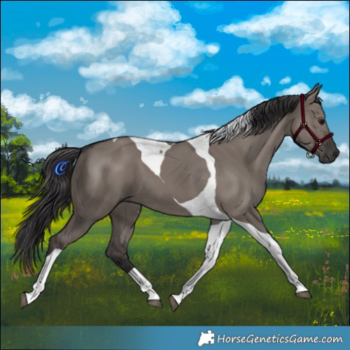 Horse Color:Smoky Grullo Tobiano