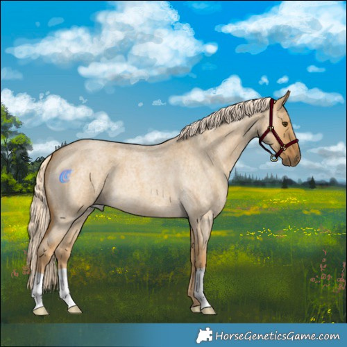 Horse Color:Palomino Roan Dun 