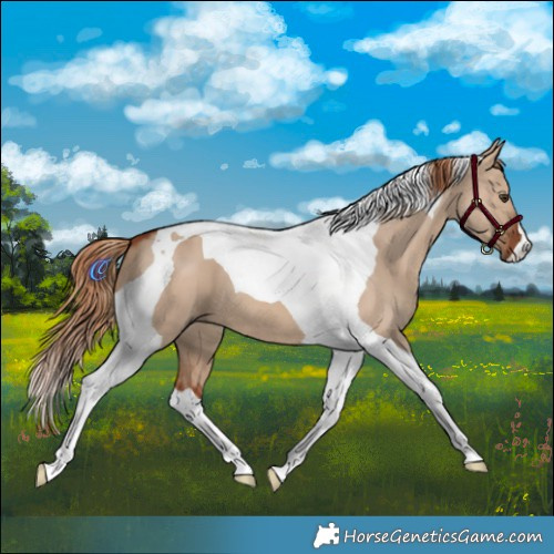 Horse Color:Red Dun Tobiano 