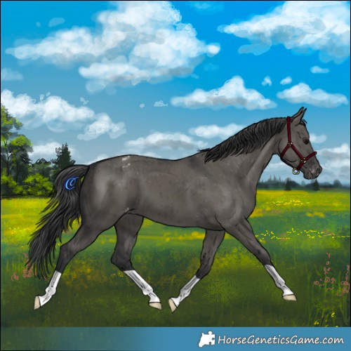 Horse Color:Grullo Appaloosa Brindle