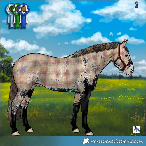 Horse Color:Plaid  White Spotted Buckskin Dun Rabicano 