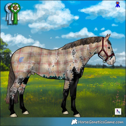 Horse Color:Plaid  White Spotted Buckskin Dun Rabicano 