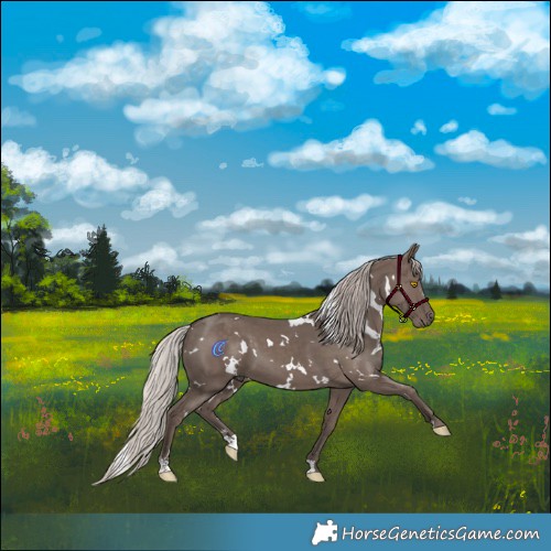 Horse Color:White Spotted Silver Black 