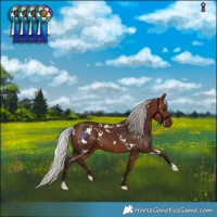 Horse Color:White Spotted Silver Bay