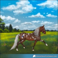 Horse Color:White Spotted Silver Bay 