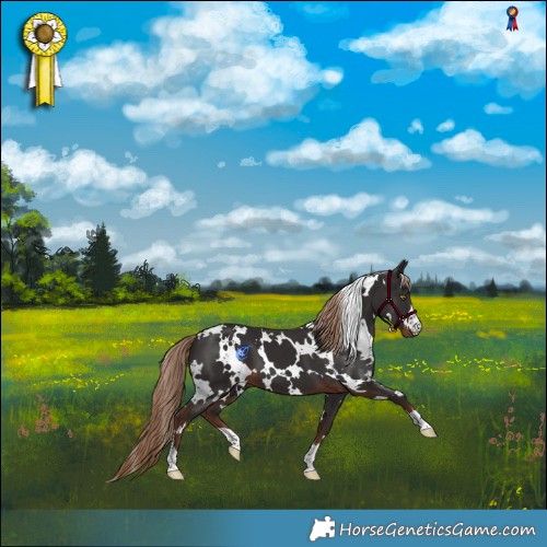Horse Color:White Spotted Liver Chestnut