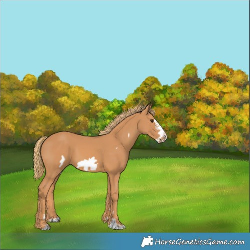 Horse Color:Chestnut Frame 