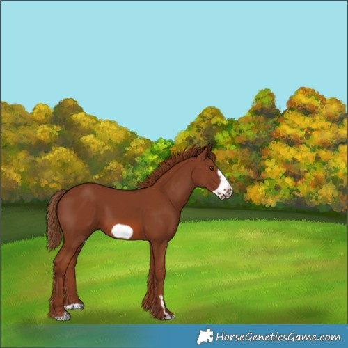 Horse Color:Chestnut Frame