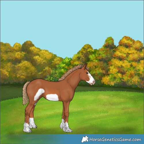 Horse Color:Chestnut Frame 