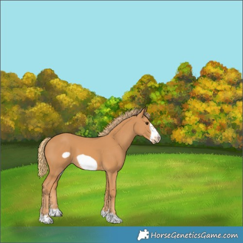 Horse Color:Chestnut Frame 
