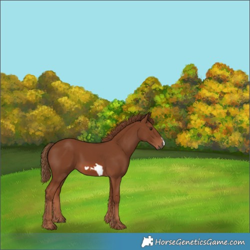 Horse Color:Chestnut Frame
