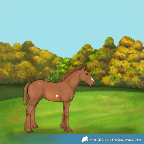 Horse Color:Chestnut Frame 