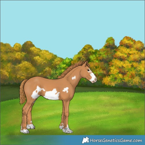 Horse Color:Chestnut Frame 