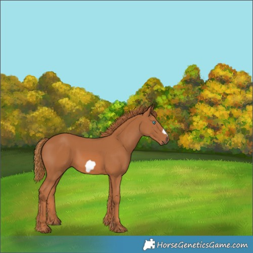 Horse Color:Chestnut Frame 
