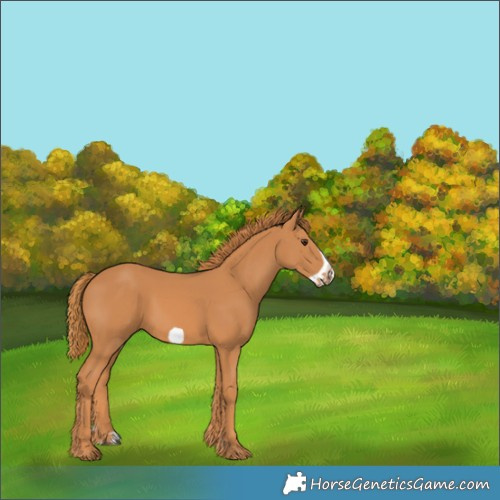 Horse Color:Chestnut Frame 