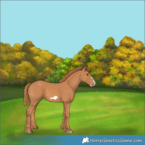 Horse Color:Chestnut Frame 
