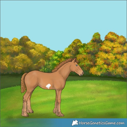 Horse Color:Chestnut Frame