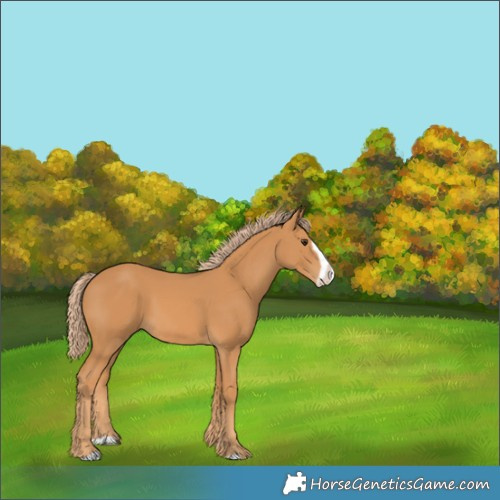 Horse Color:Chestnut Frame 