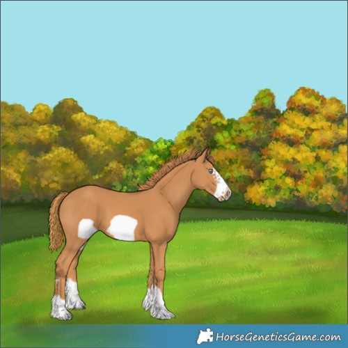 Horse Color:Chestnut Frame 