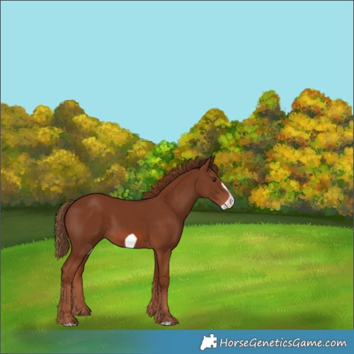 Horse Color:Chestnut Frame 
