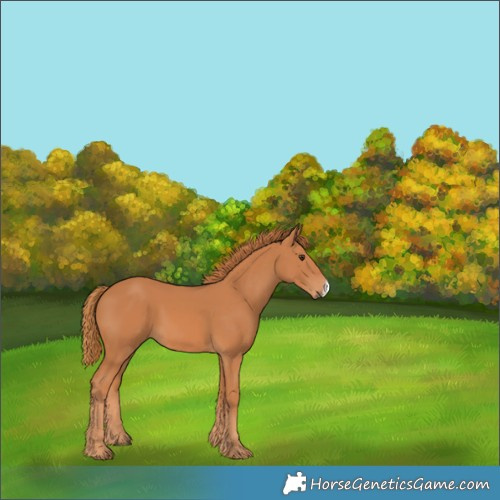Horse Color:Chestnut Frame 