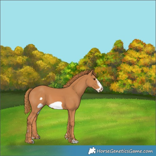 Horse Color:Chestnut Frame
