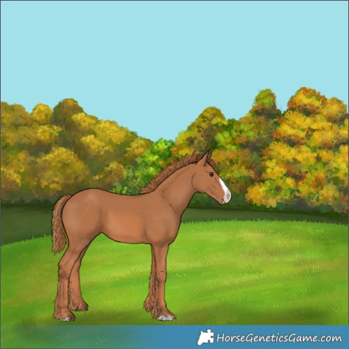 Horse Color:Chestnut Frame